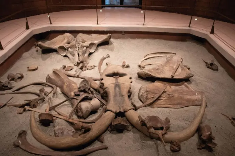 Museo del Mamut de Tultepec, Mudema